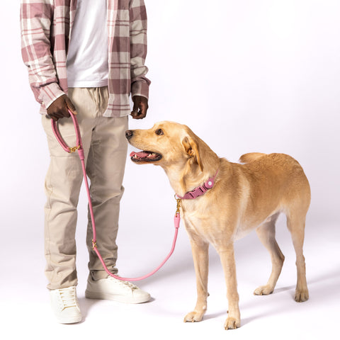 City Leash