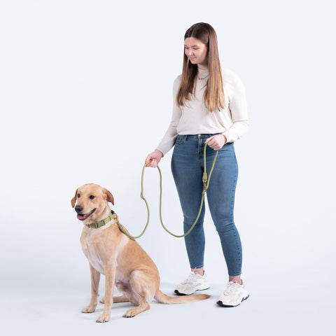 Demostration of the Best selling multifunctional Awoo Infinity Dog Leash in olive green showing the standard long leash with handle function. Demostrated on yellow labrador wearing the Awoo olive green martingale marty dog collar in size large with a woman of average build.