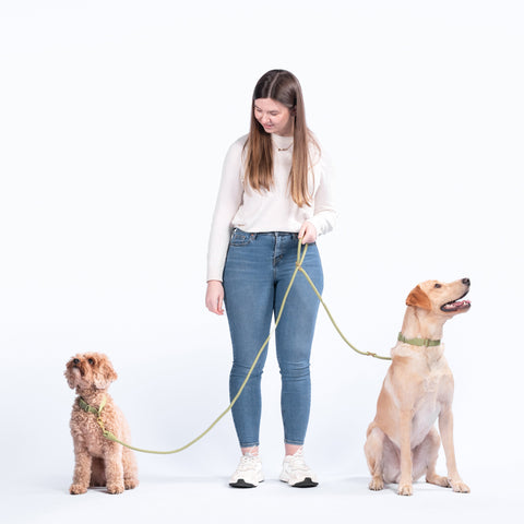 Awoo Infinity Dog Leash in olive green demonstration of the double leash 2 dog function attached to 2 dogs wearing the Awoo Marty martingale collar in olive green and the Awoo Pack collar in olive green. The most versatile dog leash on the market; Marty martingale collar worn by yellow labrador in size large, Pack dog collar worn by Cavapoo in size small and a woman with an average build.