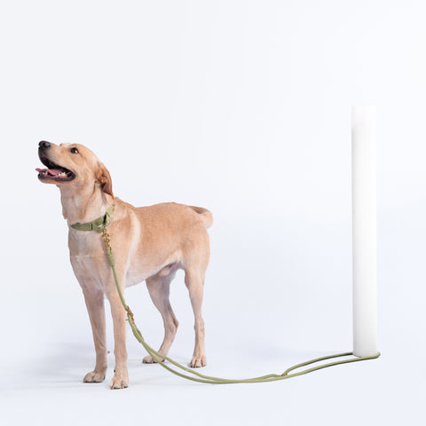 Demostration of the easy long tether function of the best selling multifunctional Awoo Infinity Dog Leash in olive green. Worn with Awoo olive green martingale Marty collar with fast release buckle in size large on yellow labrador tethered to a white pole.