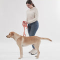 How to put the Awoo Huugie Harness on you dog. Short how to video with person putting the dog harness on a yellow labrador.