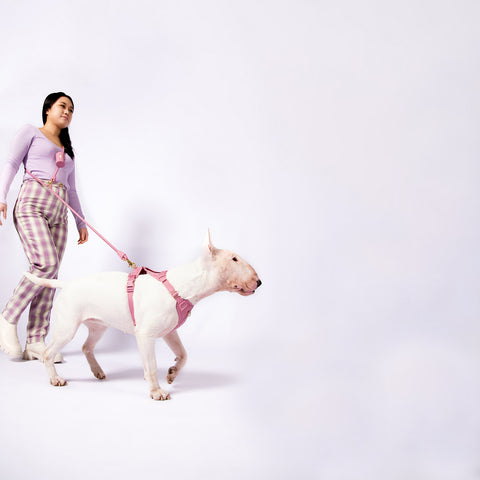 Woman walks Bull Terrier using a mauve-colored hands-free dog leash attached to a dog harness.