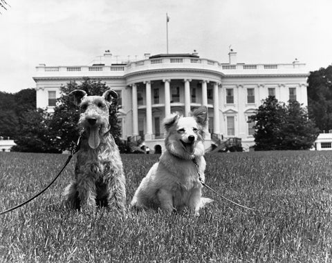 First Dogs of the White House: A History of Presidential Pups
