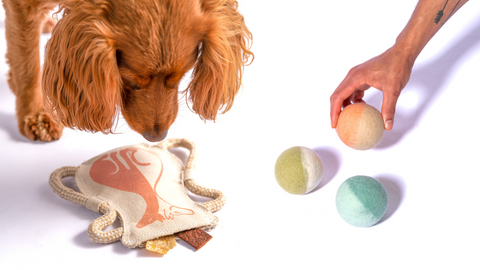 Interactive Dog Toys and Why Your Pup Should Be Playing With Them