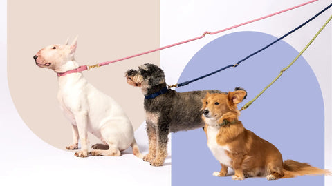 Finding the Pawfect Fit: A Guide to Awoo's Walk Essentials