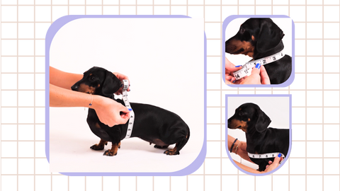 Measuring Your Dog for a Perfect Fit: Collars and Harnesses