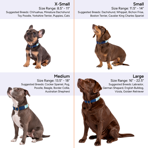 Ultimate Walk Set