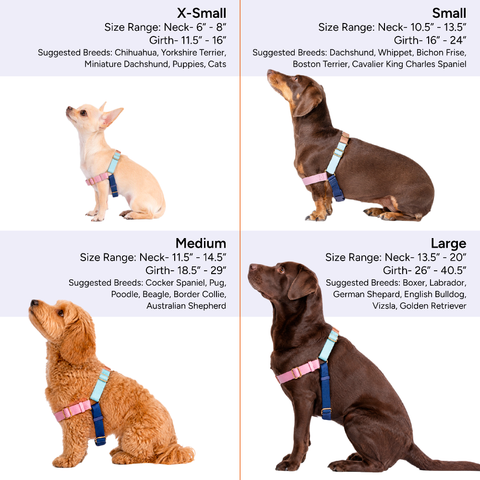 Ultimate Walk Set