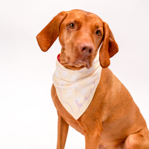 Bone Appétit Reversible Bandana
