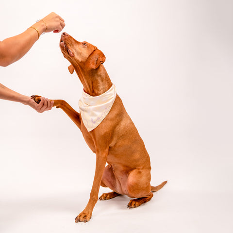 Bone Appétit Reversible Bandana