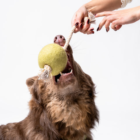 Pimento Olive Felt & Rope Tug Toy