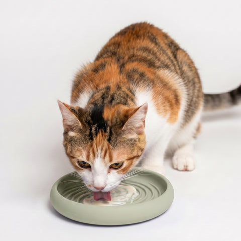 Lick Dish Slow Feeder