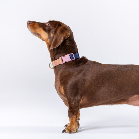Marty Collar