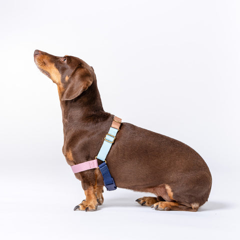 Roam Harness