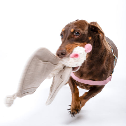 Luna the Bat Organic Cotton Snuffle Toy