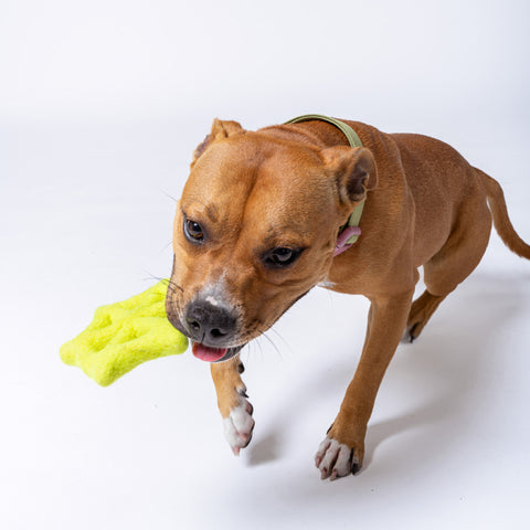 Spider Web Wool Tug & Toss Toy