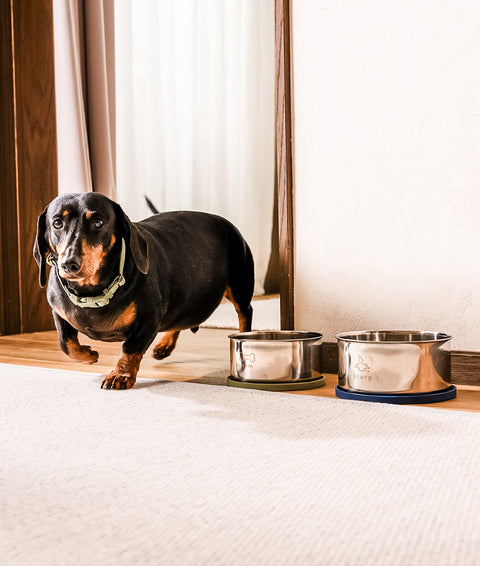 New Mealtime Essentials