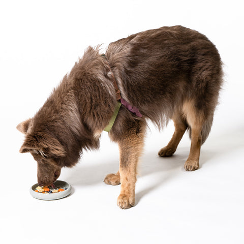 Lick Dish Slow Feeder