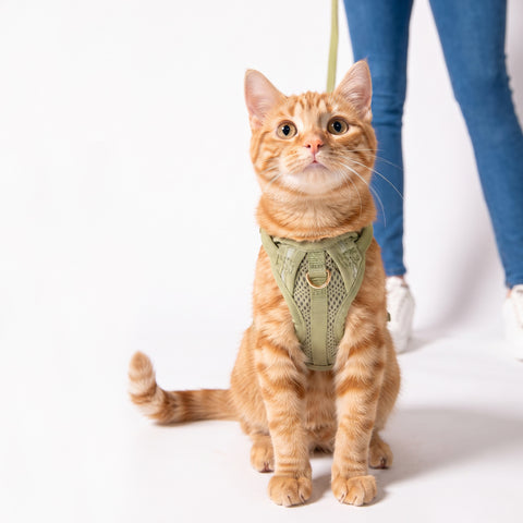 mew Huggie Harness For Cats