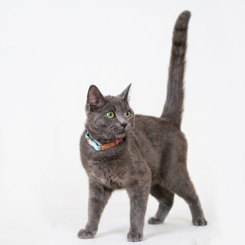mew Marty Collar For Cats