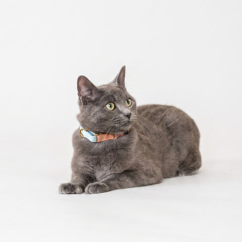 mew Marty Collar For Cats