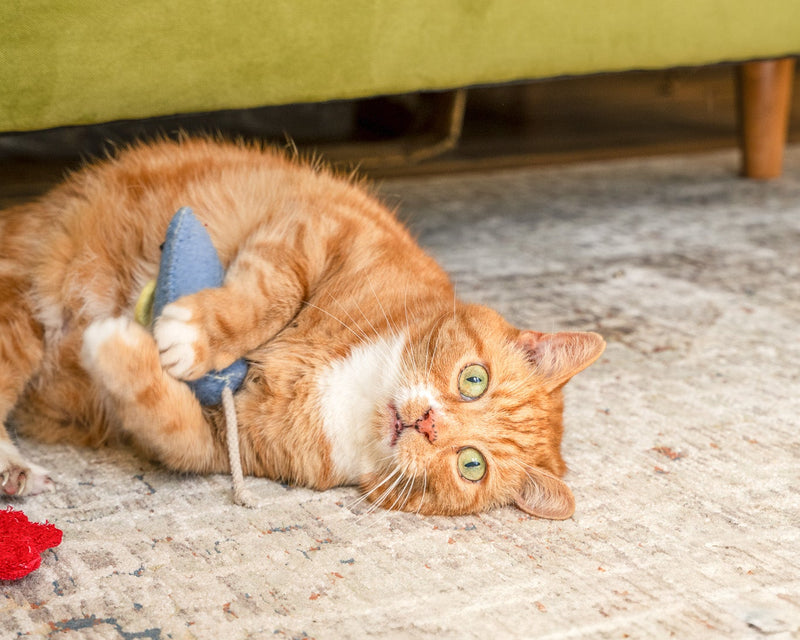 An orange tabby cat lies on a patterned rug under a green sofa, playfully batting a small blue toy.