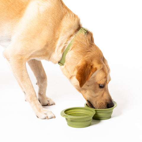 Snack Attack Collapsible Travel Bowl