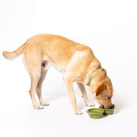 Snack Attack Collapsible Travel Bowl