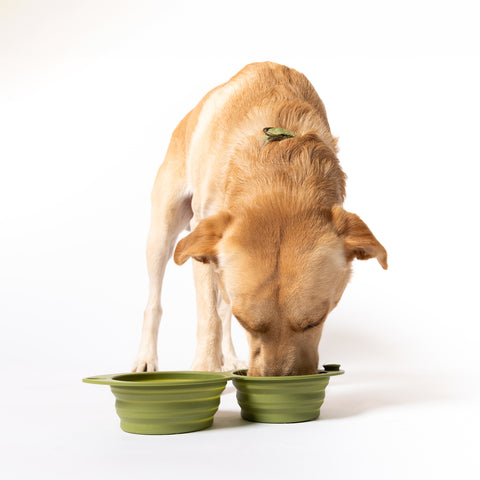 Snack Attack Collapsible Travel Bowl