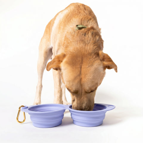 Snack Attack Collapsible Travel Bowl