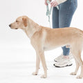 How to video showing how to put on the Awoo easy walk 3 strap Roam harness in size large on a yellow labrador. Demonstrates putting the harness on the dog with the martingale loop on the back of the dog and then how to reverse the harness so the martingale loop connection is on the dogs chest. 