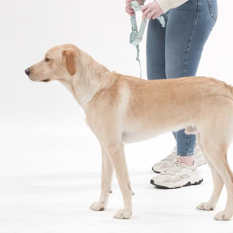 Roam Harness: No Pull Reversible Dog Harness – Awoo