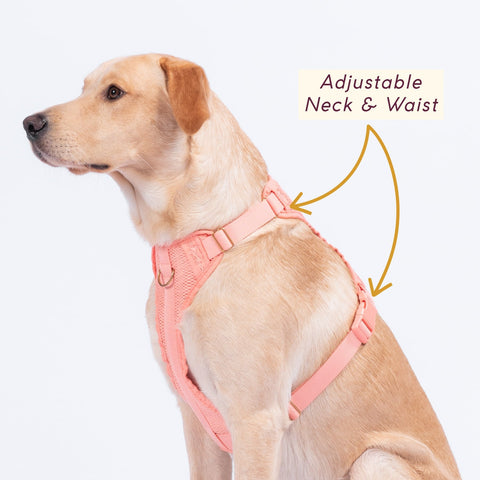Awoo padded air mesh dog harness in size large worn by yellow labrador showing the adjustable neck and waist straps. Awoo Huggie Harness, in peach pink, is a great dog training harness.