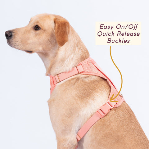 Awoo padded air mesh dog harness in size large worn by yellow labrador showing the matching color easy on/off fast release buckles. Awoo Huggie Harness, in peach pink, is a perfect dog training harness suitable of all breeds and sizes.