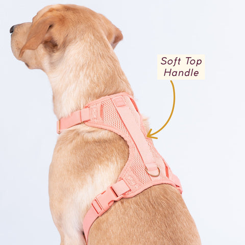 Awoo padded air mesh dog harness in size large worn by yellow labrador showing the easy to grab handle on the back of the harness for added security. Awoo Huggie Harness, in peach pink, is a cute dog harness suitable of all breeds and sizes.