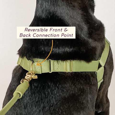 Awoo easy walk 3 strap roam dog harness in olive green on pitbull mix dog in size large to demonstrate reversible tension martingale connection loop with brass hardware worn on the dogs back with olive Awoo Infinity leash attached.