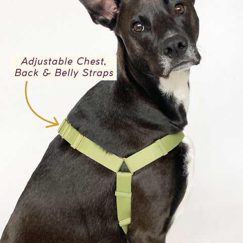 Awoo easy walk 3 strap roam dog harness in olive green on pitbull mix dog in size large to demonstrate adjustable straps.