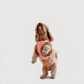 Awoo Huggie padded air mesh huggie harness in peach pink, size medium, worn by brown medium sized cockapoo jumping in the air.