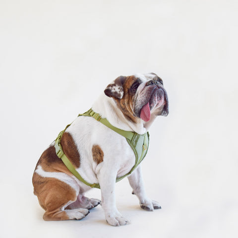 Awoo Huggie padded air mesh huggie harness in olive green, size large, worn by fully grown English Bulldog.