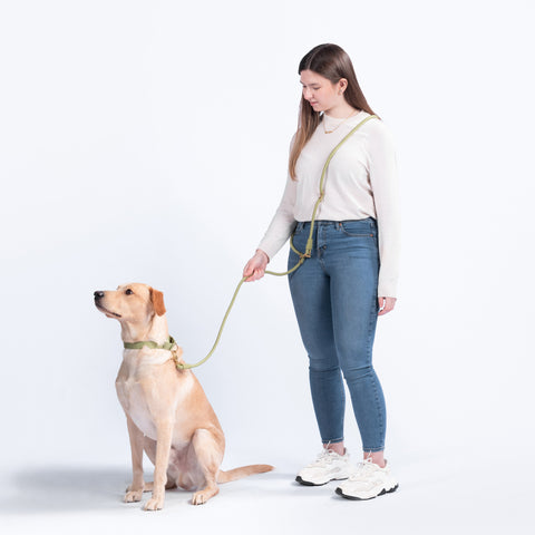 Awoo Infinity Hands-free Dog Leash in olive green demonstration of the cross-body hands free function attached to the Awoo Marty martingale collar in olive green. Best selling hands free leash; worn by yellow labrador in size large and a woman with an average build.