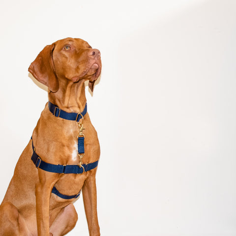 Awoo navy safety clip attached to Pack dog collar in navy, size large and Roam 3-strap dog harness in navy, size large worn by Vizsla dog on white background.