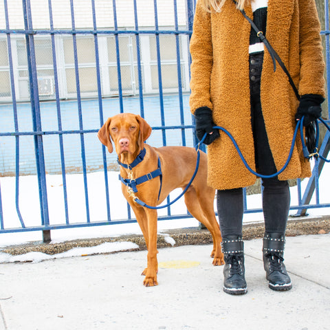 Vizsla dog and human on a walk, dog showing how to use awoo safety strap with awoo pack collar (size large), awoo roam easy-walk dog harness (size large) and awoo hands-free infinity leash (all in Navy). Human wearing teddy borg coat in brown and black studded biker boots.