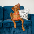 Vizsla dog on a blue velvet sofa demostrating how to wear a spice red Awoo Pack dog collar (size Large), spice red awoo roam 3 strap harness (size large), connected with a spice red awoo safety strap with a black and white dalmation pillow in the background.