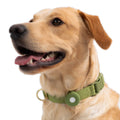 Olive green Fetch Apple AirTag holder for your dog, attached to olive green awoo pack dog collar in size large worn by yellow Labrador dog.