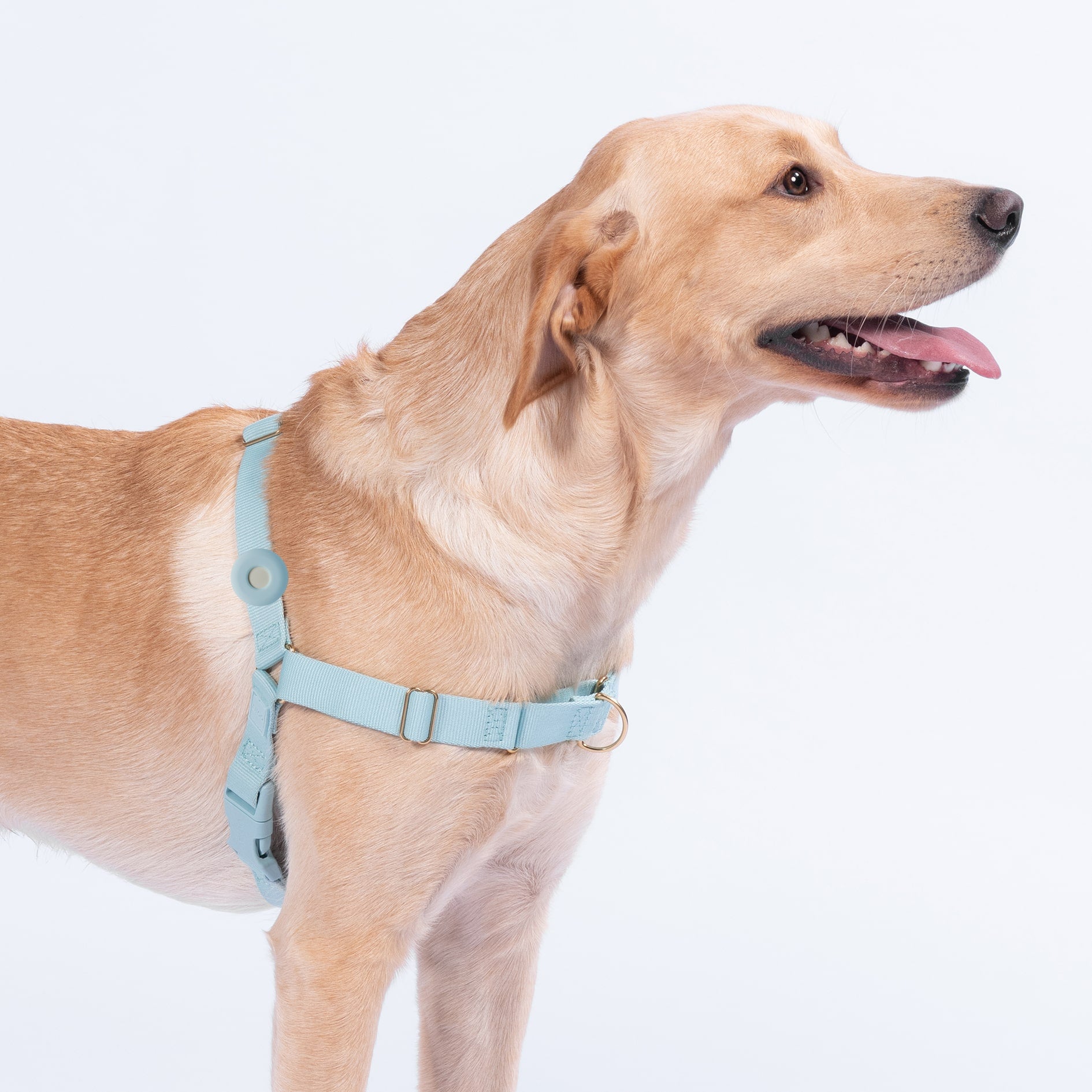 Fetch harness discount