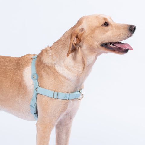 Slate light blue Fetch AirTag holder on slate light blue Awoo roam dog harness in size large worn by yellow labrador dog. Side profile of dog showing the side of the harness.
