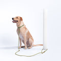 Awoo best selling multifunctional infinity dog leash in olive green illustrating the easy short tether function. Yellow labrador dog tethered to white pole, leash attached to Awoo olive martingale Marty collar in size large.