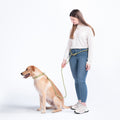 Awoo Infinity Hands-free Dog Leash in olive green demonstration of the belted waist hands free function attached to the Awoo Marty martingale collar in olive green. The most versatile dog leash on the market; collar worn by yellow labrador in size large and a woman with an average build.