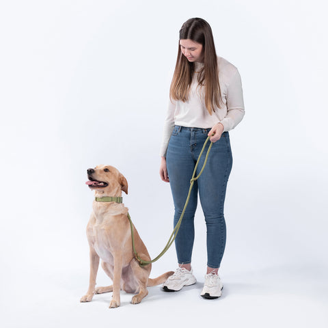 Awoo Infinity Dog Leash in olive green demonstration of the standard short leash with handle fuction attached to the Awoo Marty martingale collar in olive green. Best selling hands free leash; worn by yellow labrador sitting in size large and leash held by a woman with an average build.
