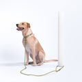 Awoo Infinity Leash: eco-friendly braided cord made from durable recycled polyester fibers.